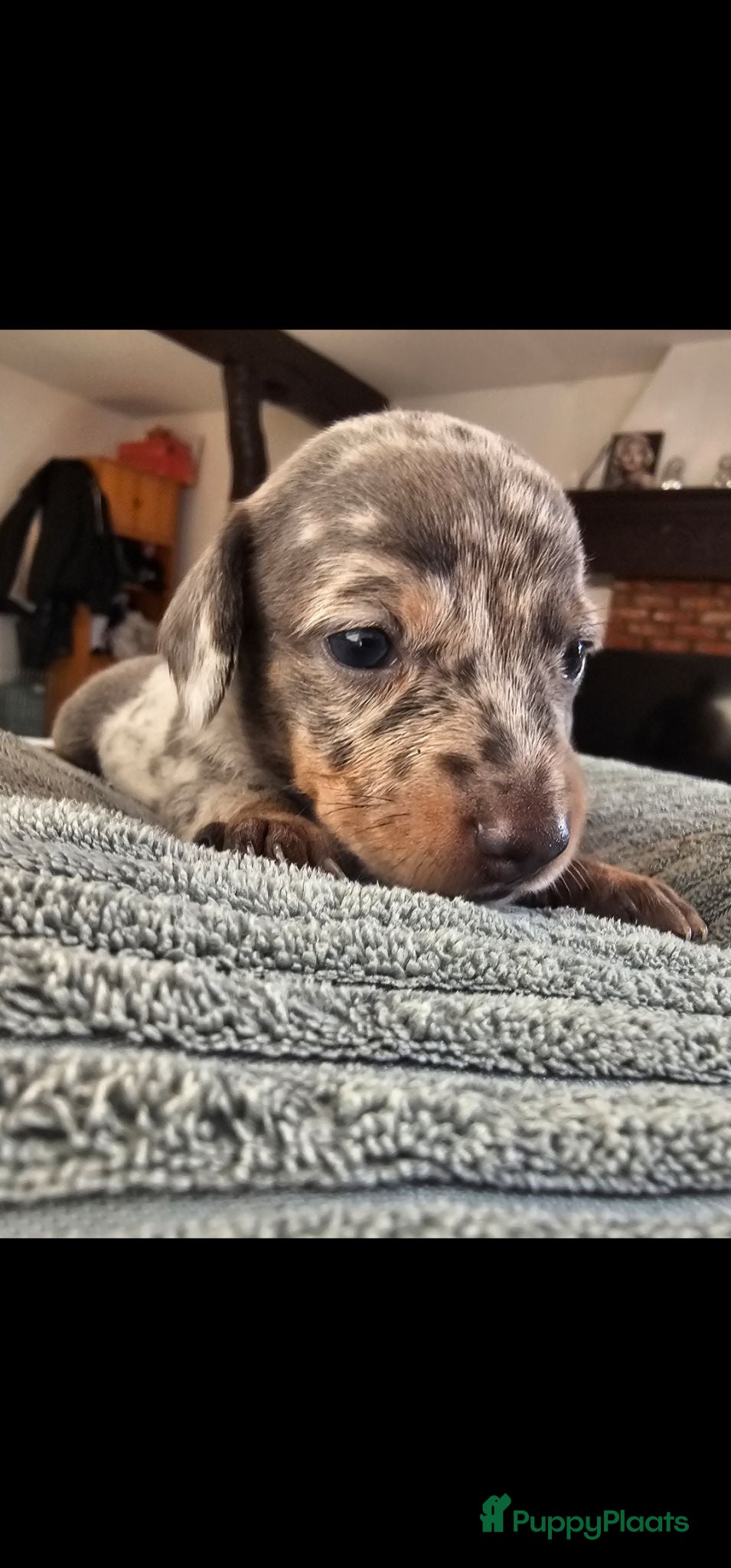 Teckel (korthaar)  honden 💙 STUNNING MINIATURE DACHSHUND PUPPIES FOR SALE . - Advertentie 2