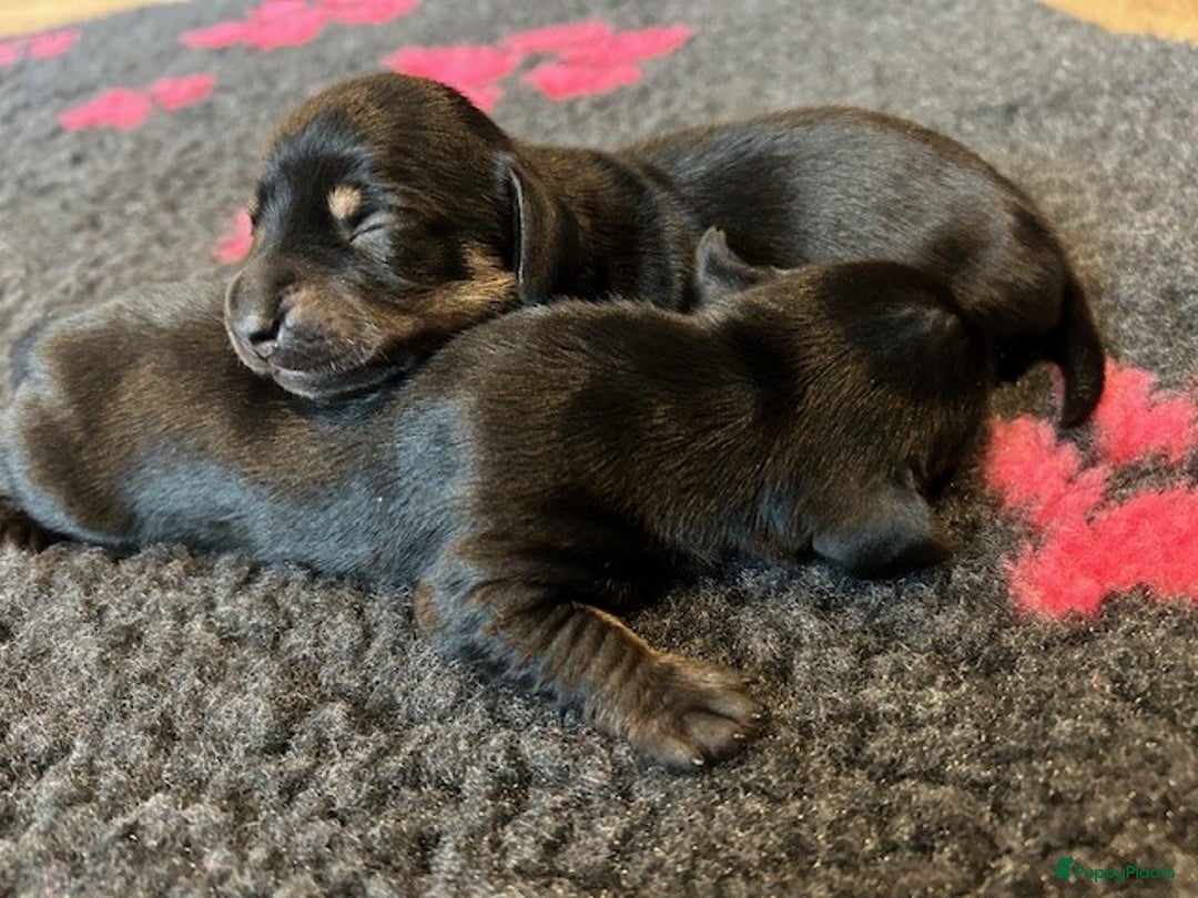 Teckel (korthaar)  honden te koop: Dwerg Teckel pups 2-1 geboren NOG 2 BESCHRIKBAAR - Advertentie 4