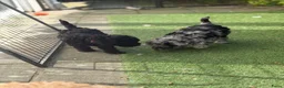 Dwergpoedel honden te koop: Dwergpoedel pups - Advertentie 2