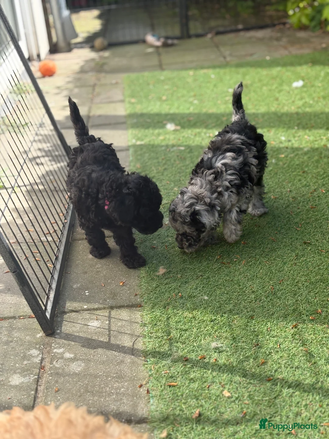 Dwergpoedel honden te koop: Dwergpoedel pups - Advertentie 2