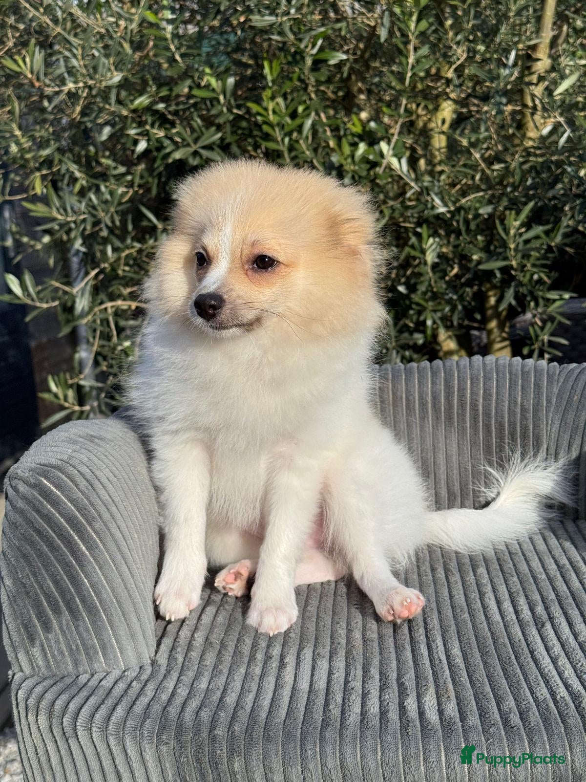 Pomeriaan honden Prachtige Pomeriaan/Duitse Spitz  - Advertentie 3