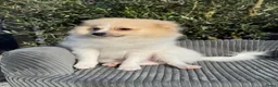 Pomeriaan honden te koop: Prachtige Pomeriaan/Duitse Spitz  - Advertentie 1