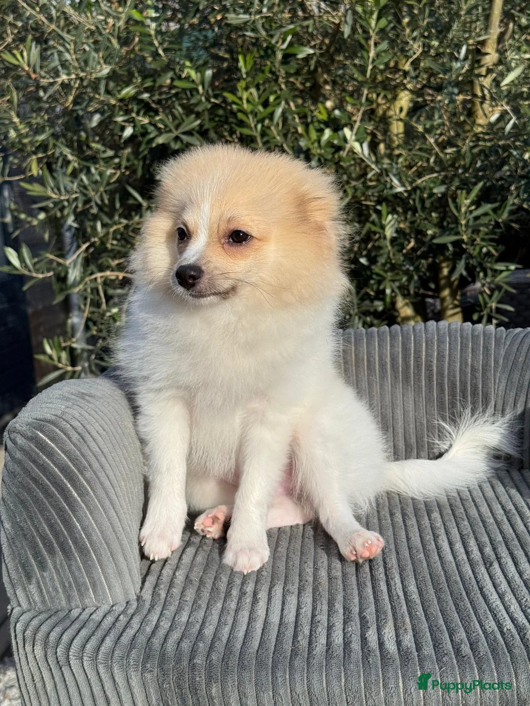 Pomeriaan honden te koop: Prachtige Pomeriaan/Duitse Spitz  - Advertentie 1