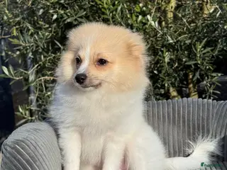 Pomeriaan honden Prachtige Pomeriaan/Duitse Spitz - Advertentie 3