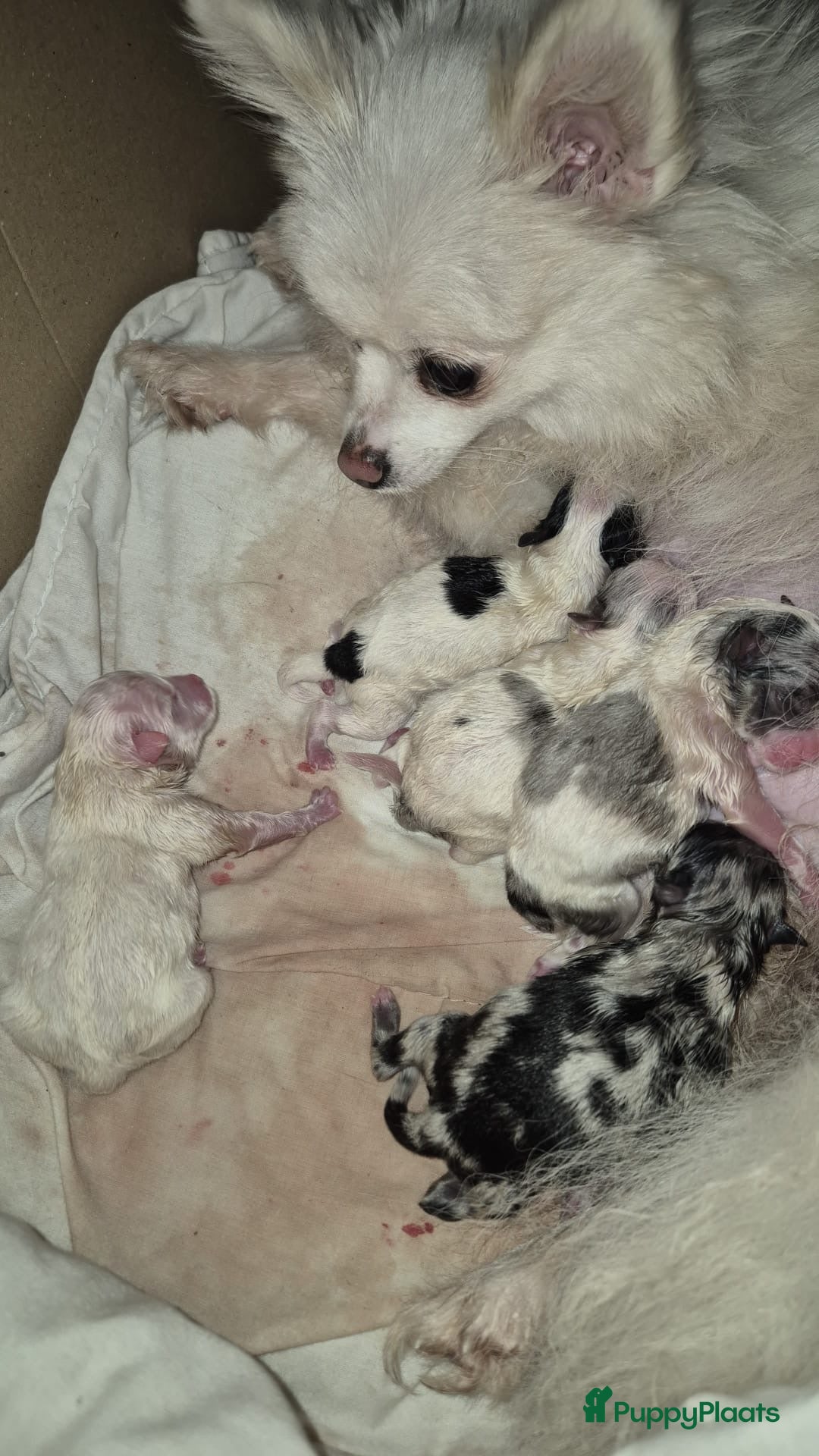 Pomeriaan honden te koop:  puppies met blauwe oogjes 😍 in Zoetermeer - Afbeelding 10