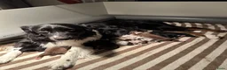 Australian Shepherd honden te koop: Australian Shepherd pups - Advertentie 14