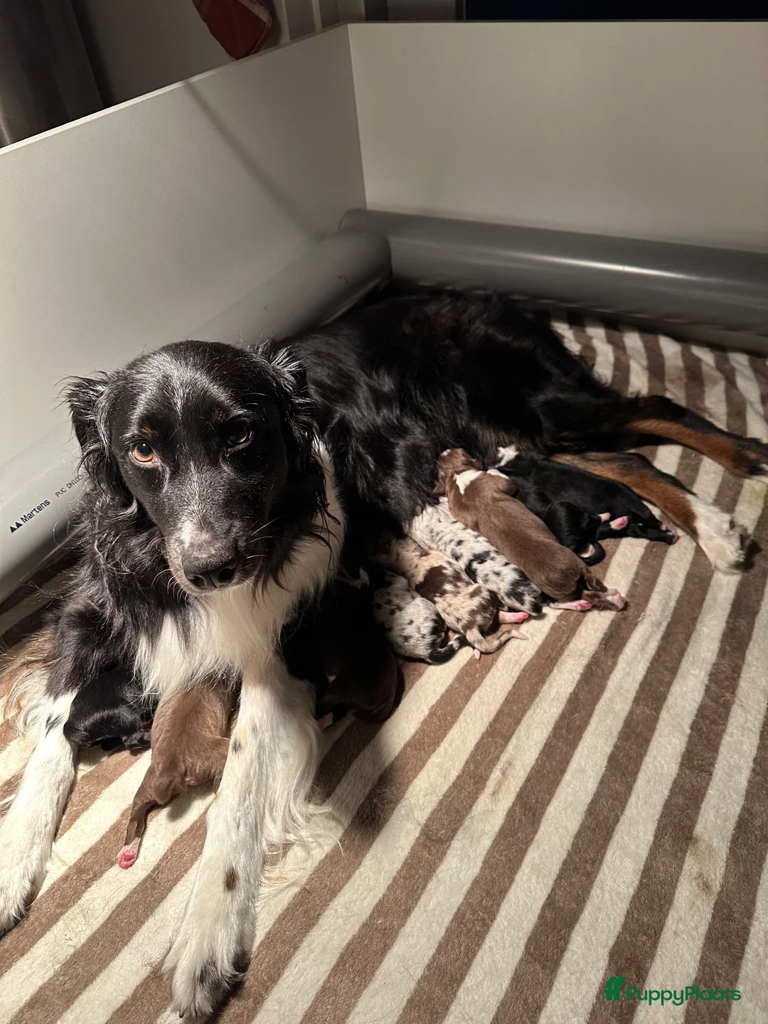 Australian Shepherd honden te koop: Australian Shepherd pups - Advertentie 14