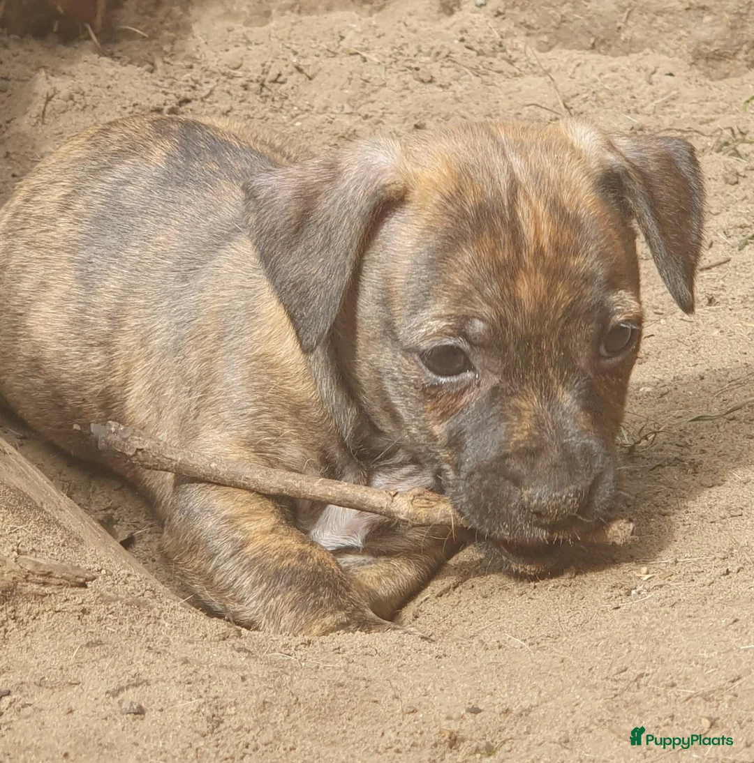 Jack Russel Terriër honden te koop: Lieve Jack Russell pups zoeken een liefdevol thuis - Advertentie 2