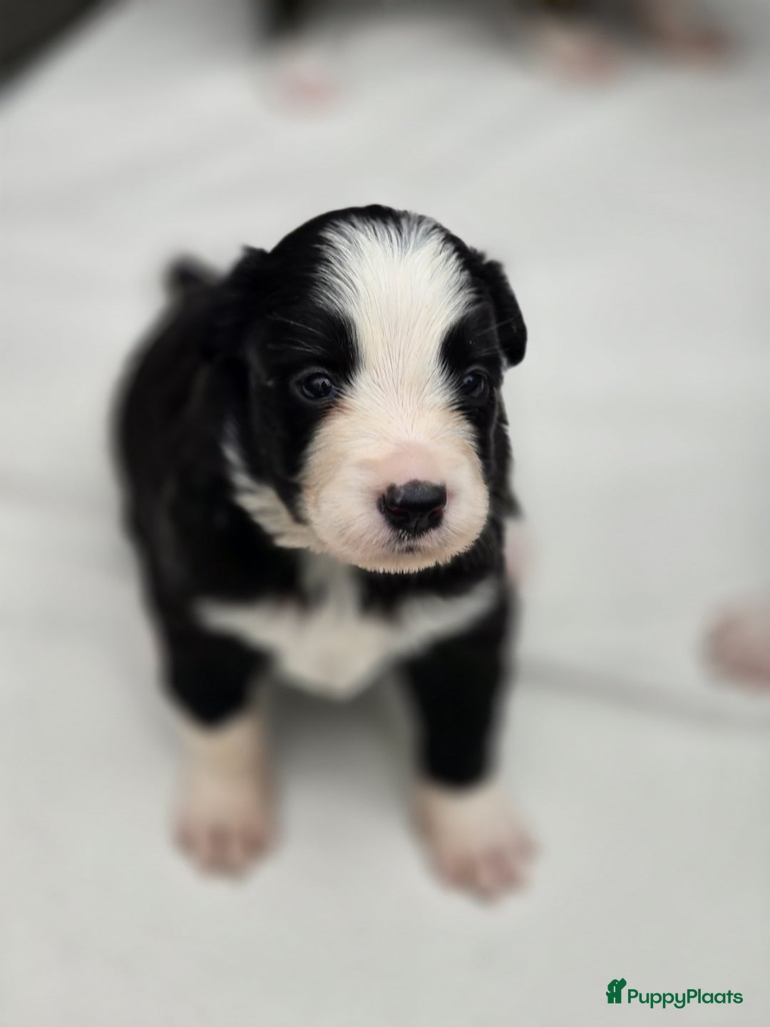 Border Collie honden te koop: Prachtige bordercolliepups met Isds stamboom - Advertentie 7