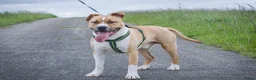 American Staffordshire Terriër honden te koop: Kay - 9 maanden American Staffordshire Terrier FCI - Advertentie 8