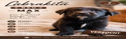 Kruising honden te koop: Labrakita pups - Advertentie 27