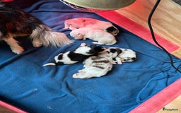 Australian Shepherd honden te koop: Mooie Australian shepherd pups in Bunschoten-Spakenburg - Afbeelding 18