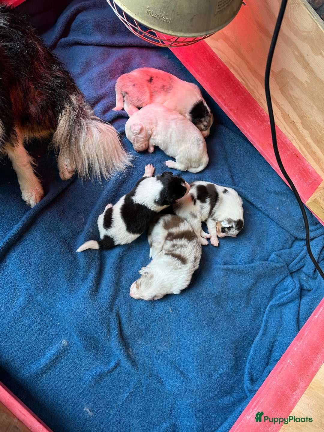 Australian Shepherd honden te koop: Mooie Australian shepherd pups in Bunschoten-Spakenburg - Afbeelding 18