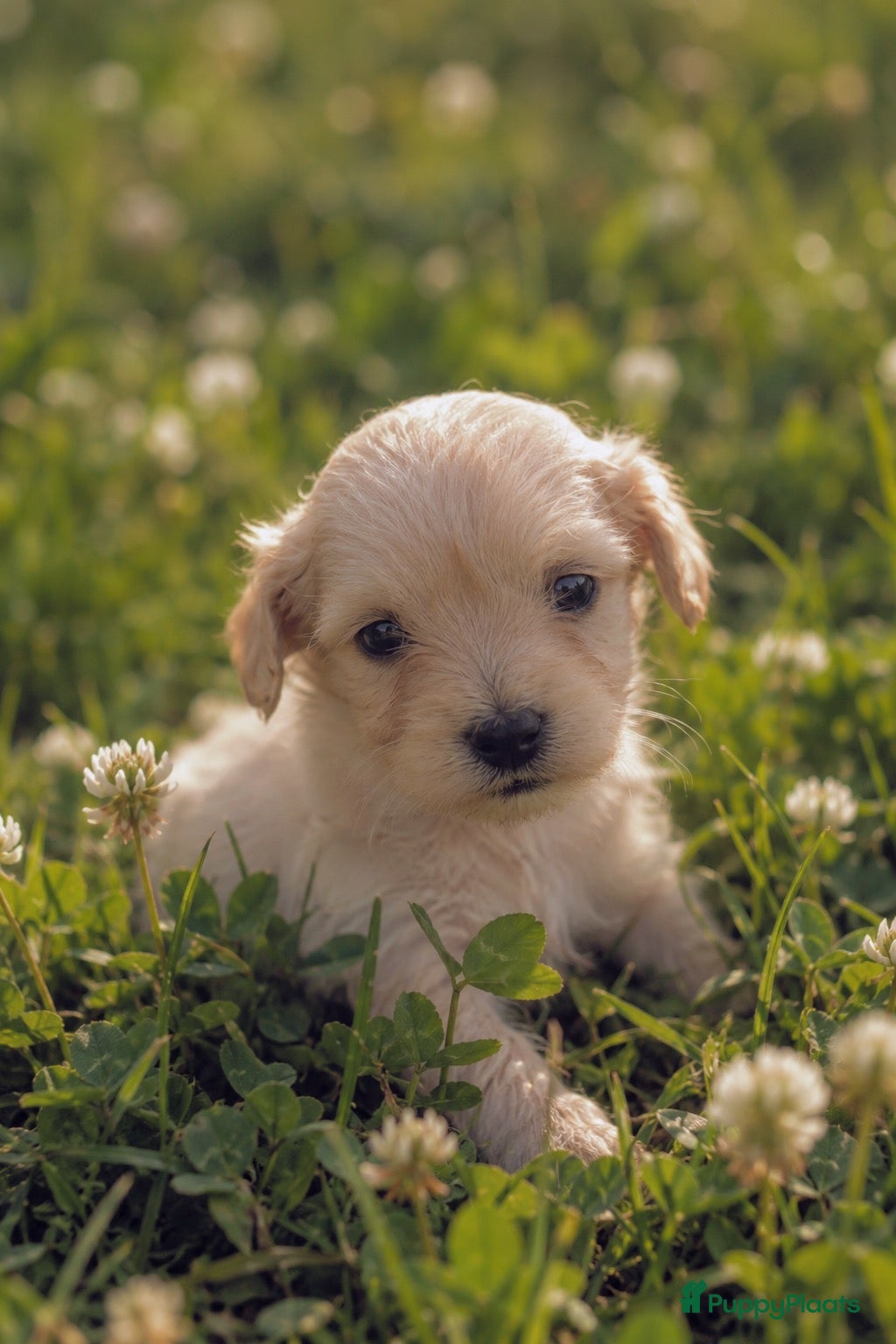 Kruising honden ⭐️unieke blonde kleur⭐️ 🐾dwergteckel X maltezer🐾 - Advertentie 18