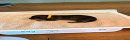 Dwergteckel honden te koop: 5 silky wire dwergteckelpups - Advertentie 5