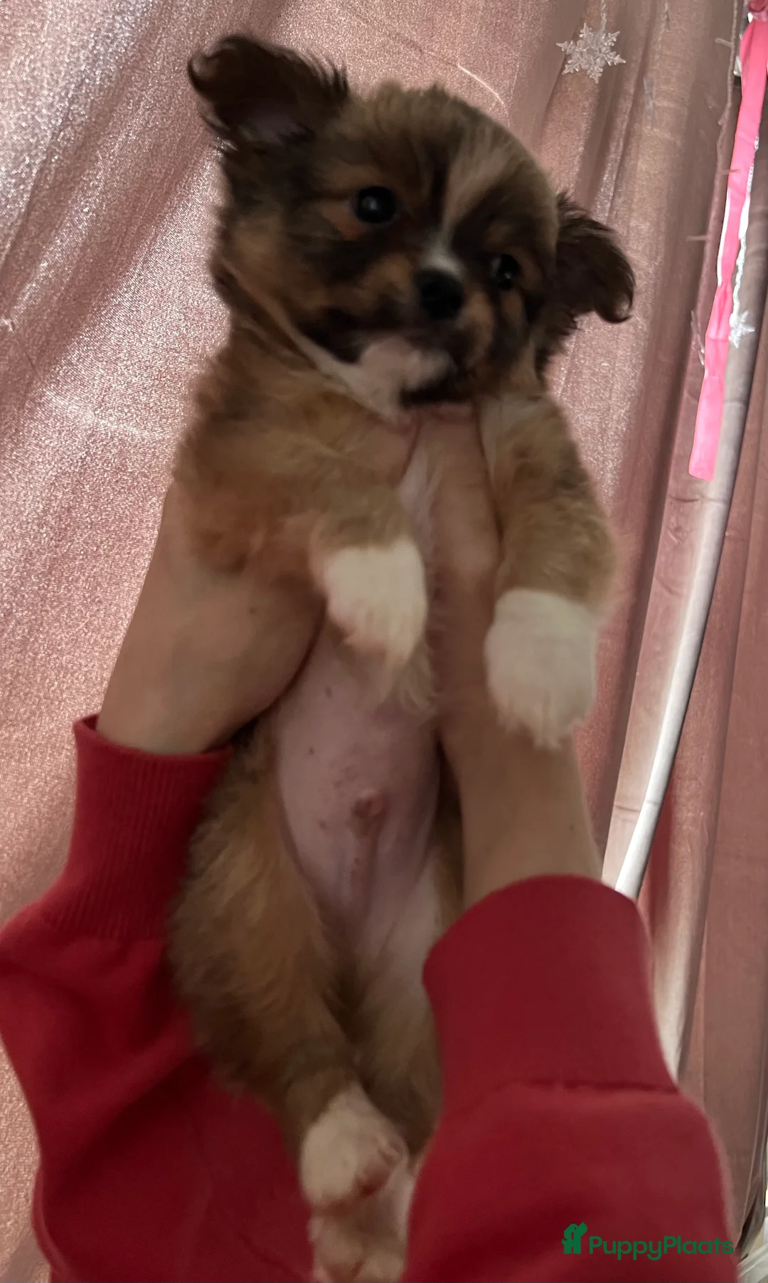 Pomchi honden te koop: Lieve Pomchi pups - Advertentie 6