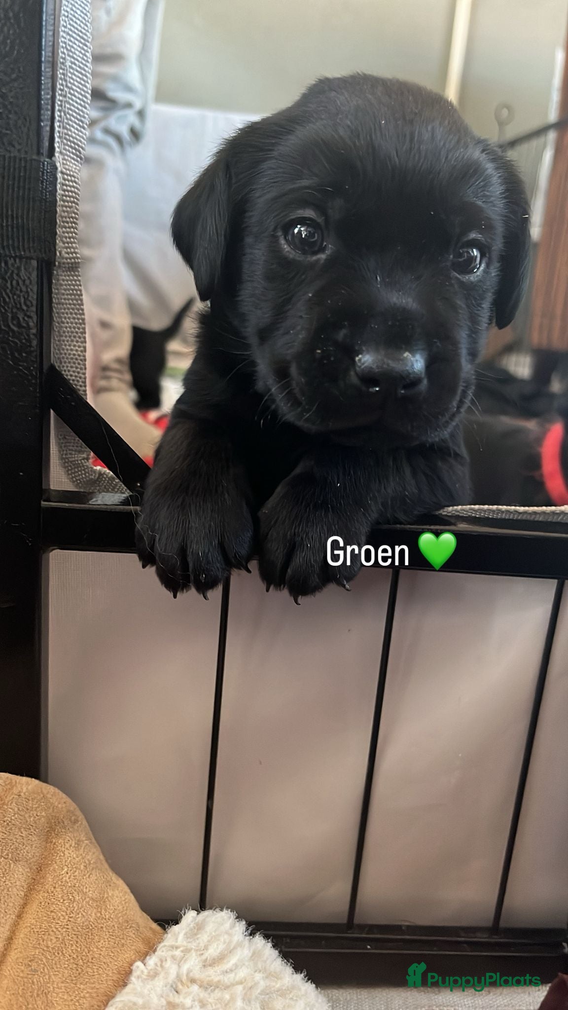 Labrador Retriever Puppy 3