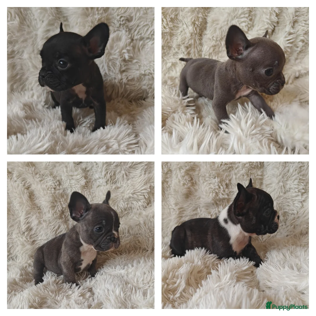Franse Bulldog honden te koop: Franse bulldog pups uit geteste ouders.  in Zevenaar - Advertentie 1