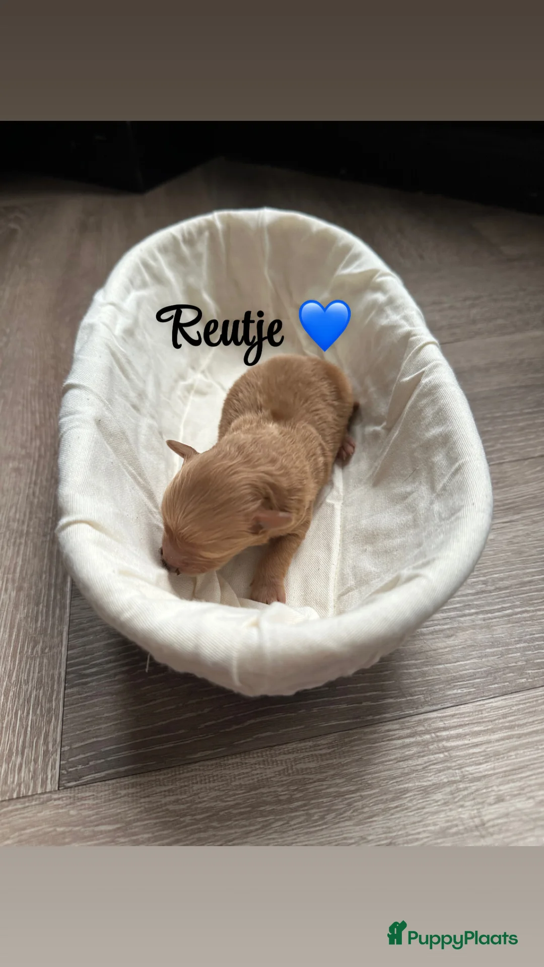 Kruising honden te koop: Pomeriaan x toypoedel pups - Advertentie 6