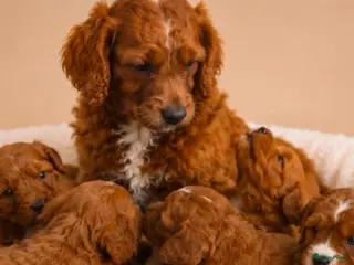 Cavapoo honden Supee mooie cavapoo pups - Advertentie 6