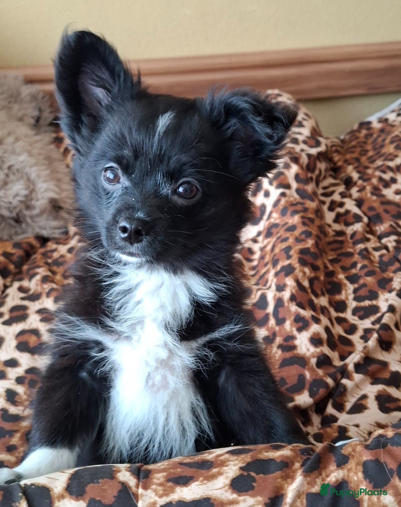 Pomchi honden Prachtige vrolijke ,gezonde pomchi pups. - Advertentie 2