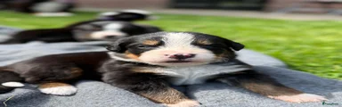 Berner Sennenhond Puppy 4