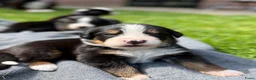 Berner Sennenhond honden te koop: Berner sennen pups met stamboom - Advertentie 12