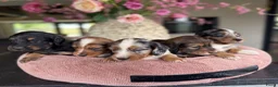 Kruising honden te koop: Teckels pups prachtige kleuren 🖤🤎🤍 - Advertentie 12