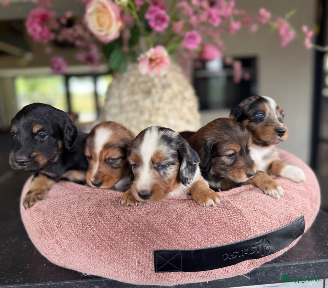 Kruising honden te koop: Teckels pups prachtige kleuren 🖤🤎🤍 - Advertentie 12