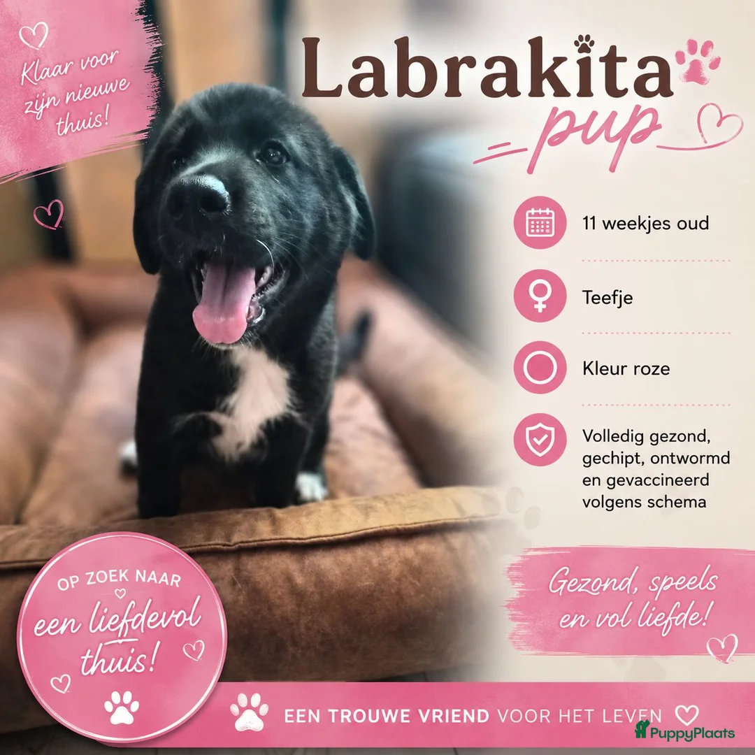 Kruising honden te koop: Nog 3 Labrakita pups (mogen verhuizen) - Advertentie 1