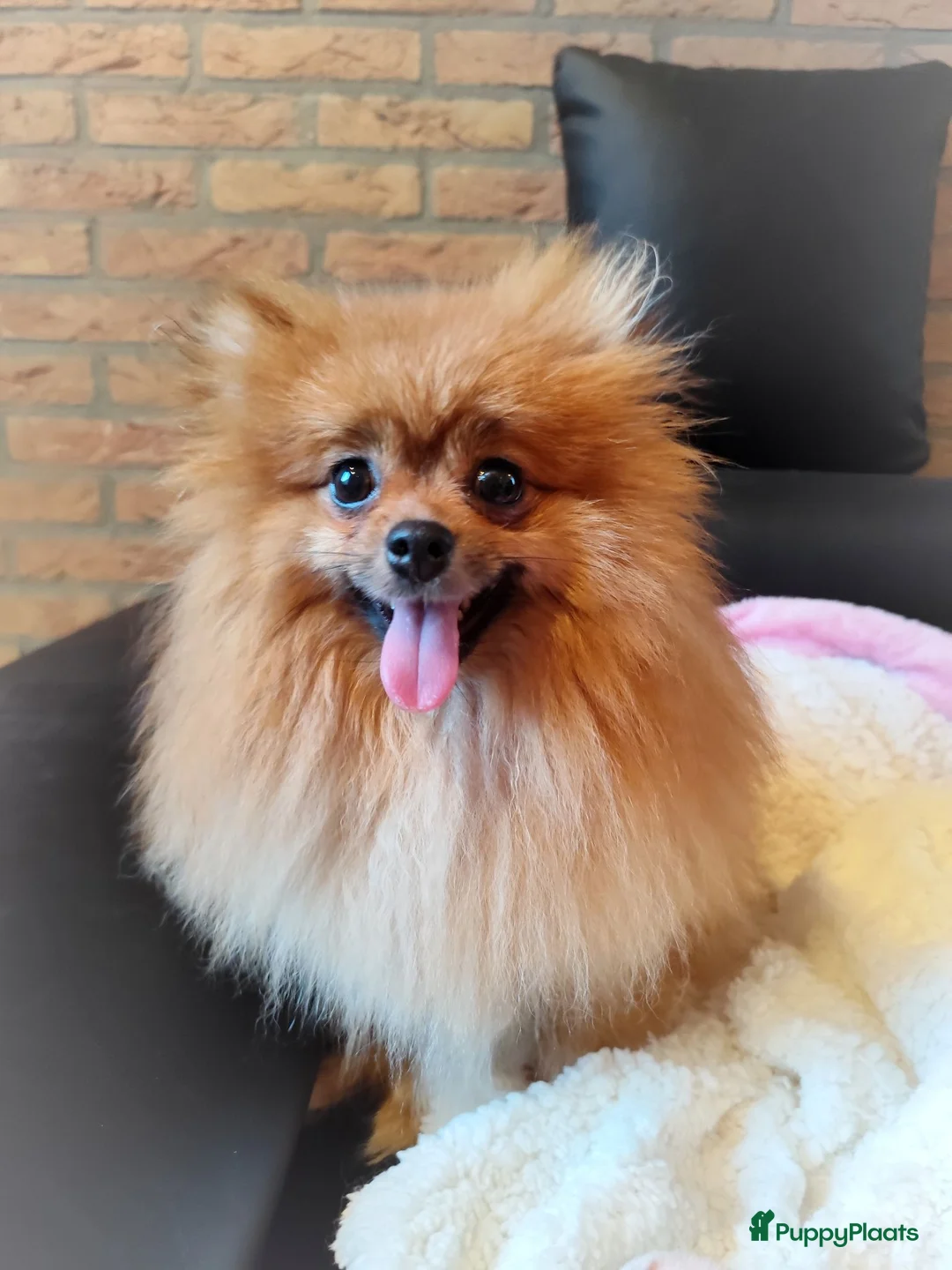 Pomeriaan honden te koop: Drie zeer schattige mini bearface pomeranian pups! - Advertentie 2
