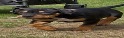 Amerikaanse Bully honden te koop: American Bully xl puppy’s  in Eindhoven - Advertentie 10