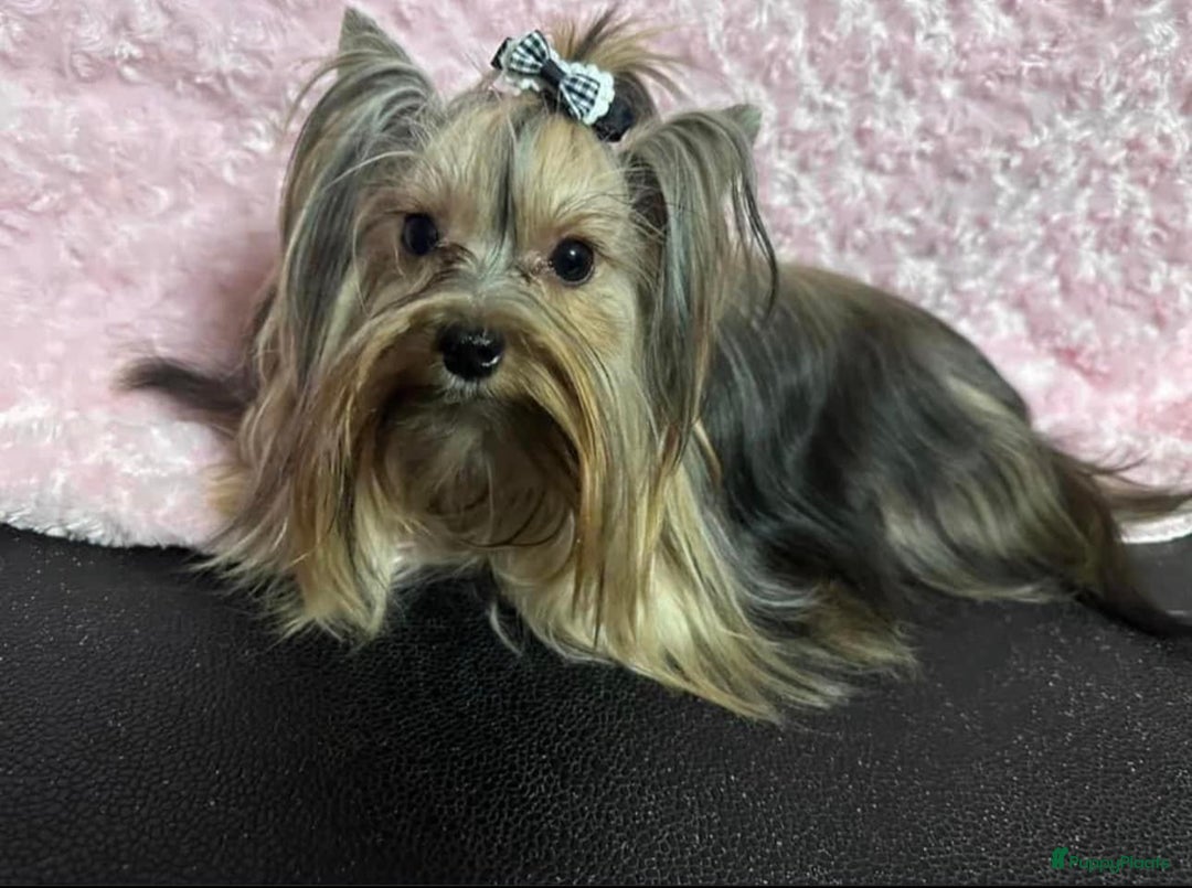 Galerij afbeelding {{count}}