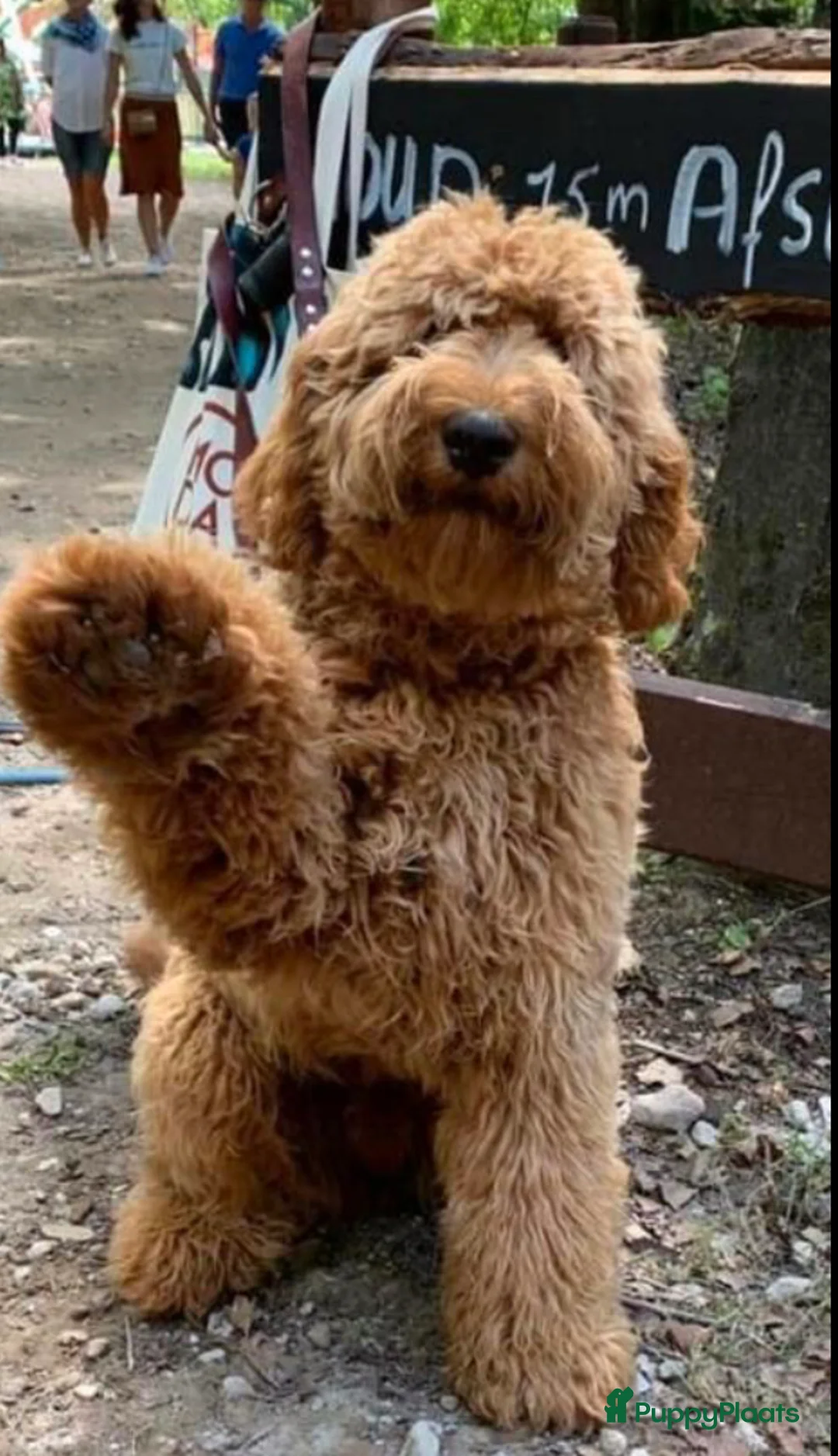 Labradoodle honden ter dekking: KNAPPE HALF AUSTRALIAN LABRADOODLE DEKREU PUK in Breda - Advertentie 17