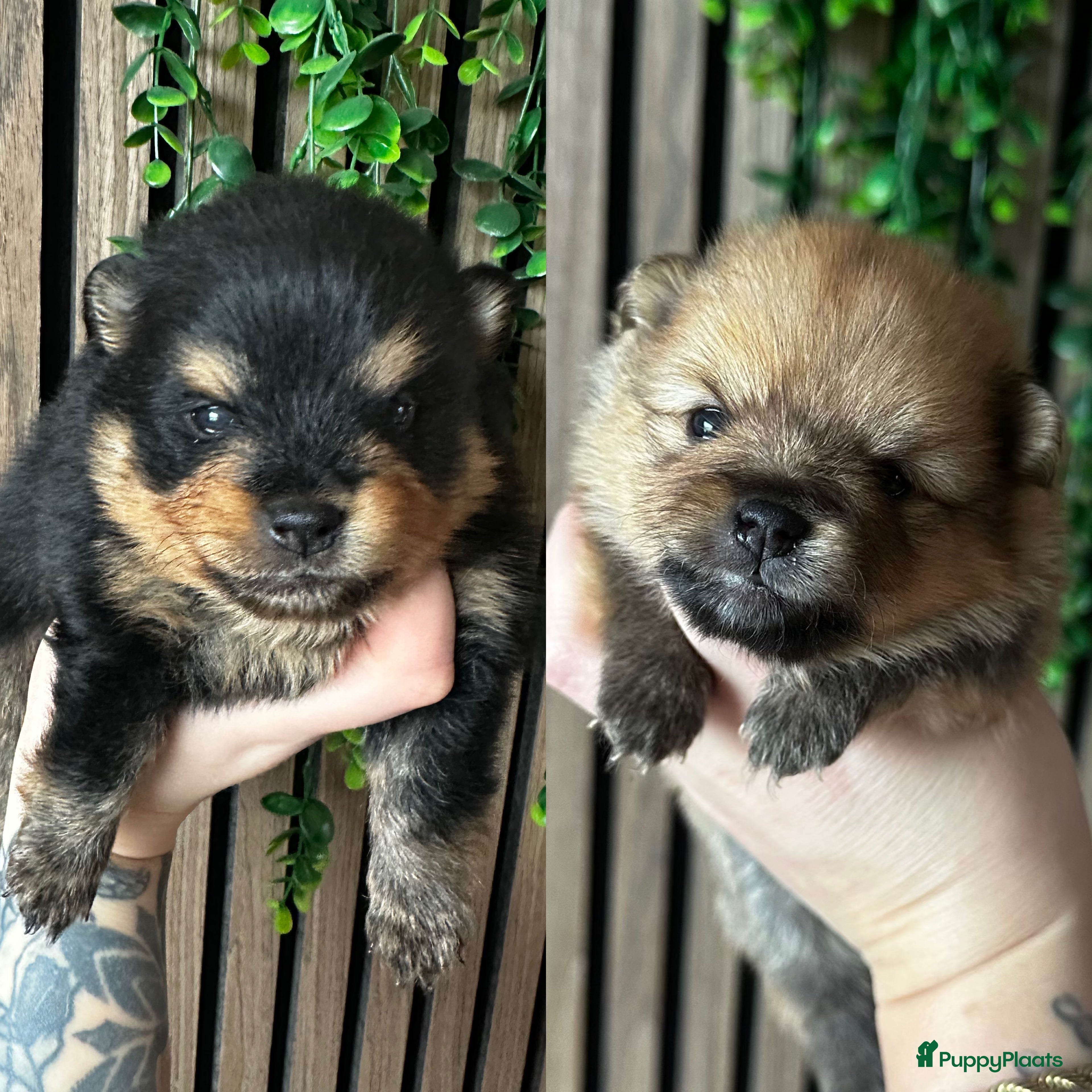 Pomeriaan honden  raszuivere Pomeriaan pups - Advertentie 4