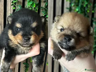 Pomeriaan honden raszuivere Pomeriaan pups - Advertentie 4