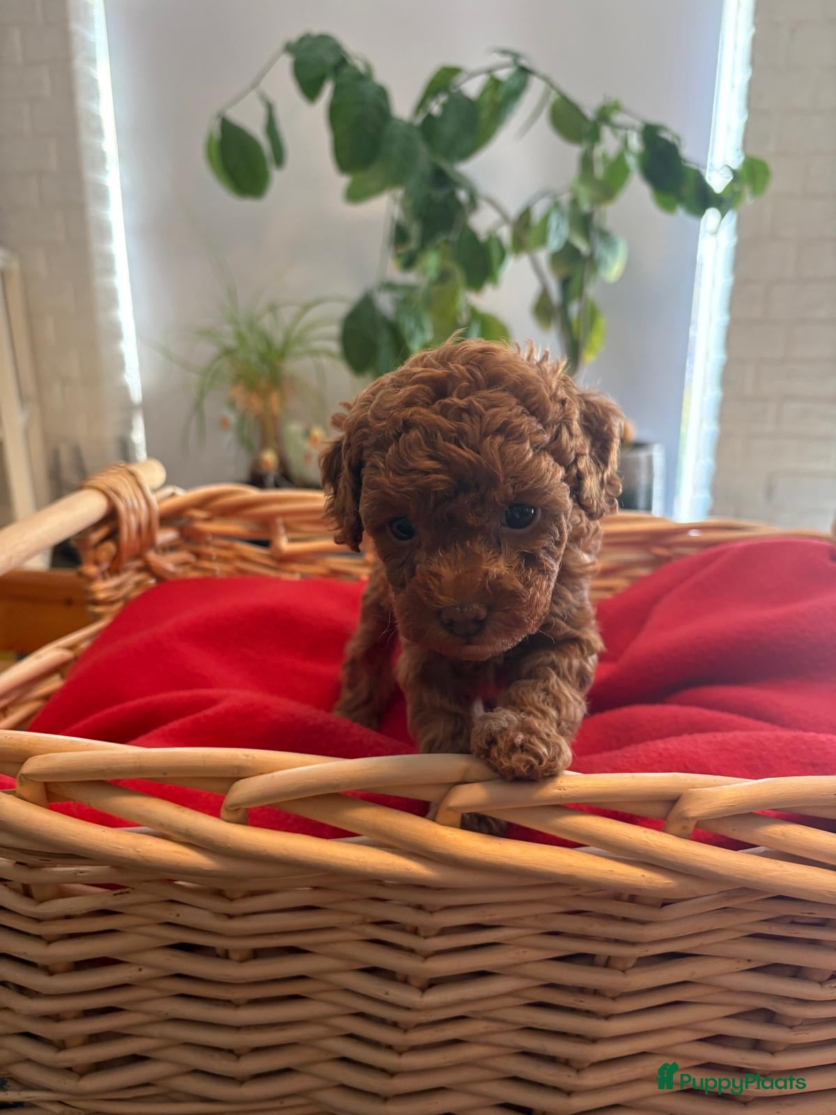 Labradoodle honden Prachtige Labradoodle pups - Advertentie 2