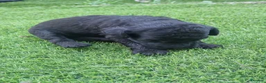 Labradoodle 3