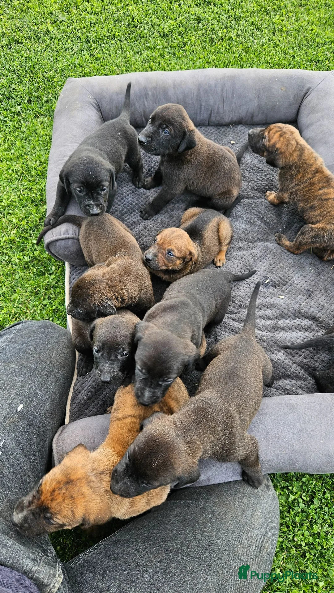 Kruising honden te koop: Hollandse Herder X Labrador pups zoeken baasje! - Advertentie 1