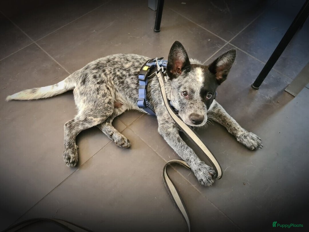 Kruising honden te koop: Hollandse Herder x Mechelaar - Cattle Dog Pup - Advertentie 7