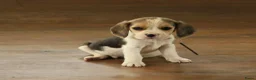 Beagle honden te koop: Beagle pups met stamboom  - Advertentie 6