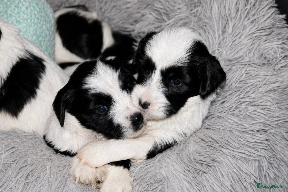 Tibetaanse Terriër honden Tibetaanse terrier pups  - Advertentie 1