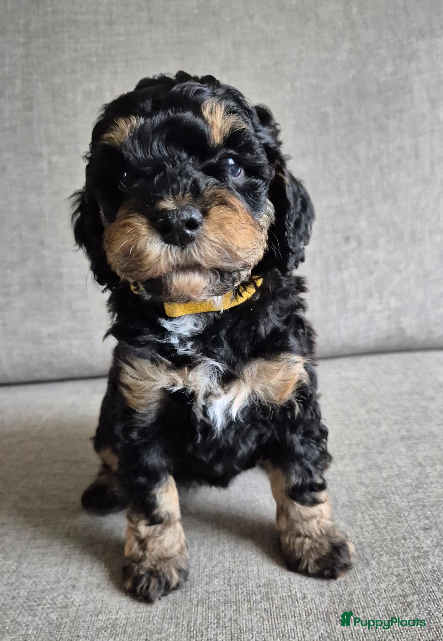 Cockapoo honden Gastgezin gezocht voor cockapoo teefje  - Advertentie 1