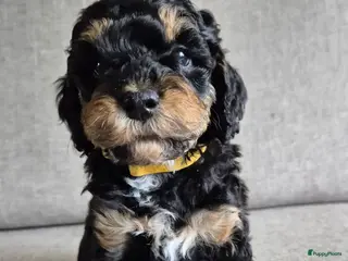 Cockapoo honden Gastgezin gezocht voor cockapoo teefje - Advertentie 1