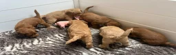 Australian Labradoodle honden te koop: Australian Labradoodle pups van geteste ouders  - Advertentie 8