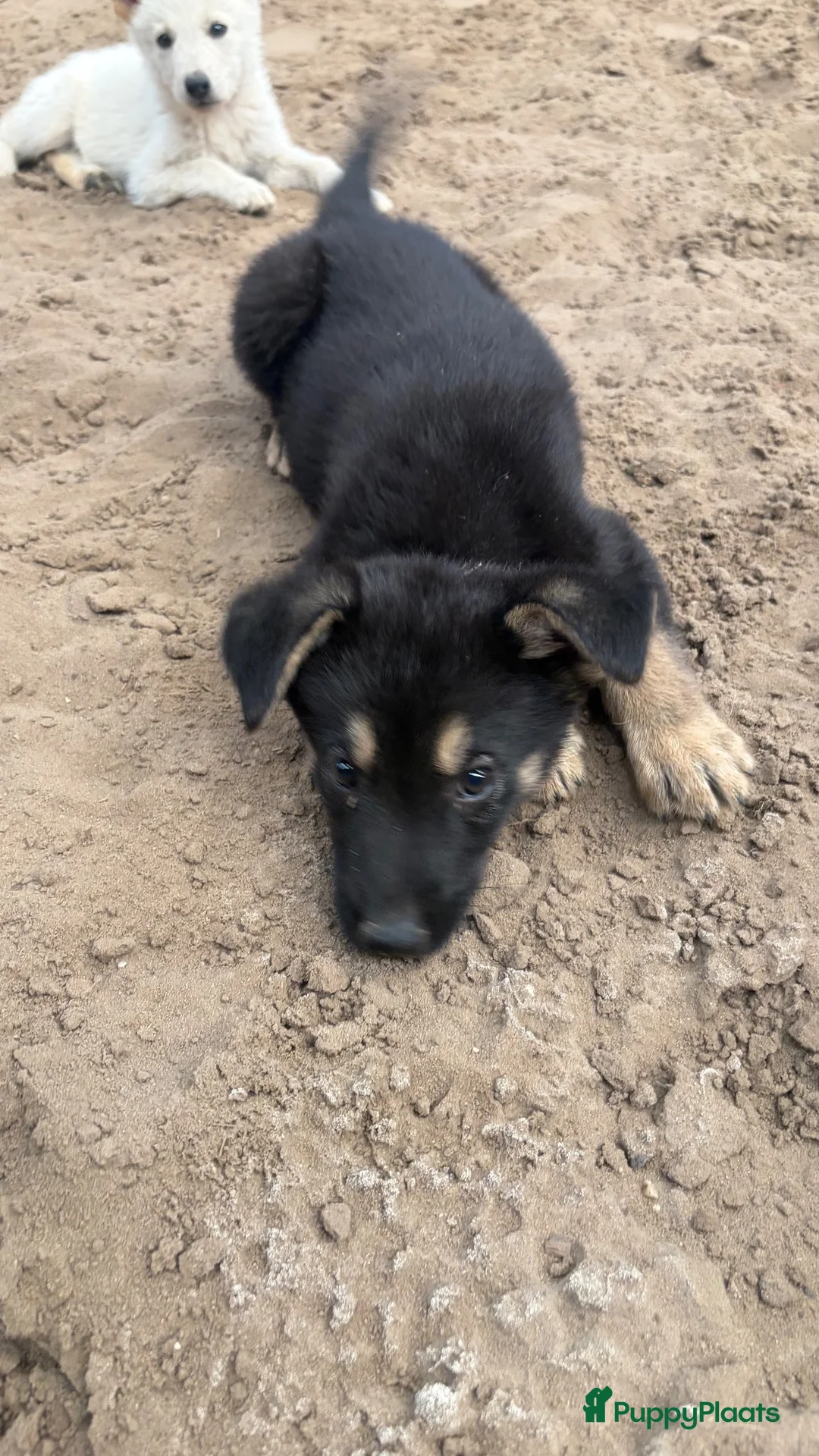 Kruising honden te koop: Prachtig zwart reutje pup nu 12 weken in Garnwerd - Advertentie 1