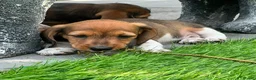 Ruwhaar Teckel honden te koop: Ruwharige piebald teckel - Advertentie 7