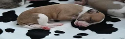 Whippet honden te koop: Whippetpupjes - Advertentie 8