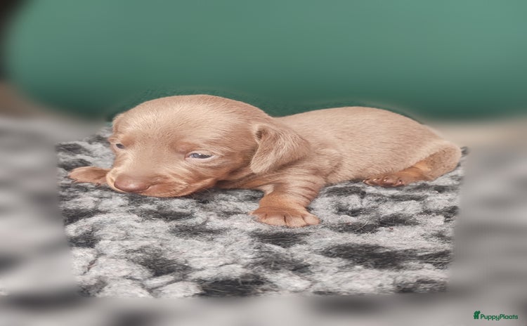 Teckel (korthaar)  honden - Advertentie 2