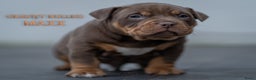 Amerikaanse Bully honden te koop: American Bully pocket  - Advertentie 13